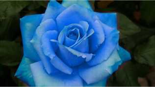 实拍素材-艳丽玫瑰-时长19:30’