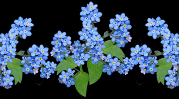 精美鲜花抠图之四( 100款)