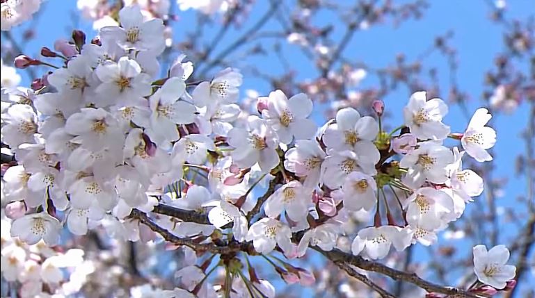 樱花视频素材