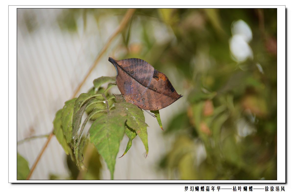 枯叶蝶和枯叶蛾图片