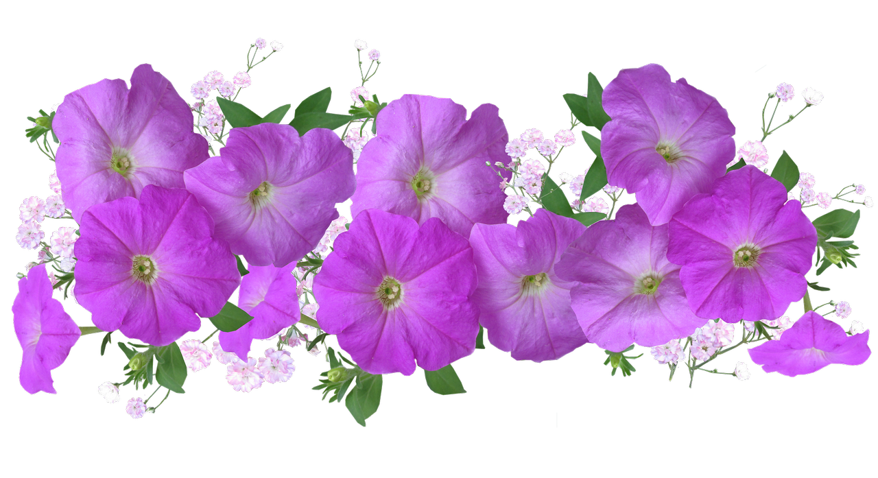 petunias-3192143_1920A.png