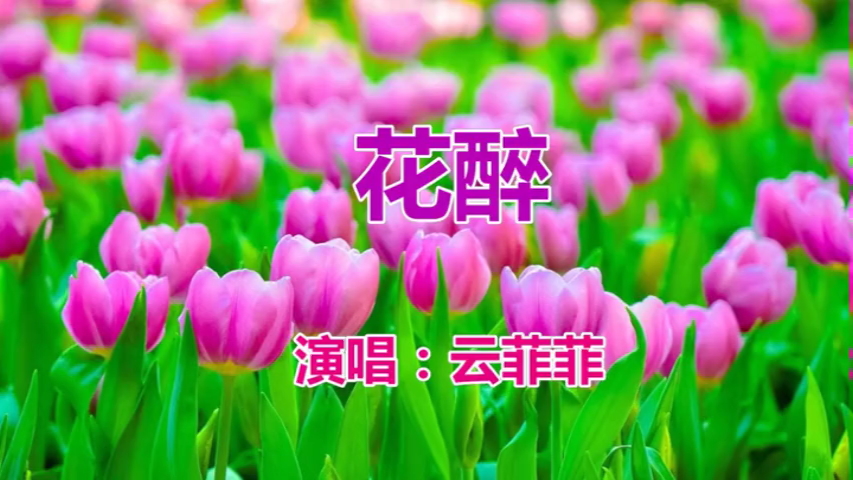 照片视频相册-花醉