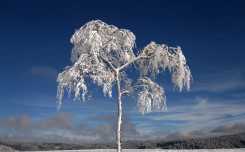 猎奇：大地披银装，野树穿雪衣